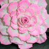 Red Rose 8 Feet