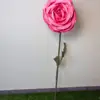 Pink Foam Rose