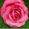 Pink Foam Rose