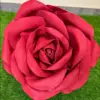 Red Foam Rose