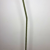 Giant Flowers Stem