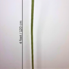 Giant Flowers Stem