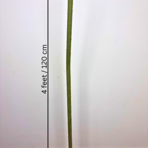 Giant Flowers Stem