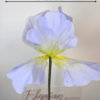 Giant Organza Lavender Iris